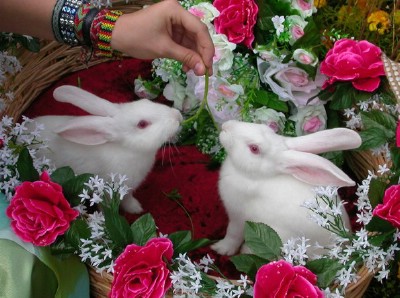 Свадебные кролики