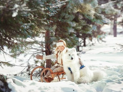 Фотосессия с самоедом